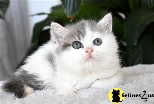 thechubbyfacedcat Picture 2